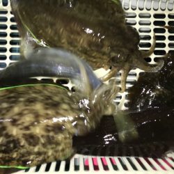 さとみ丸 釣果