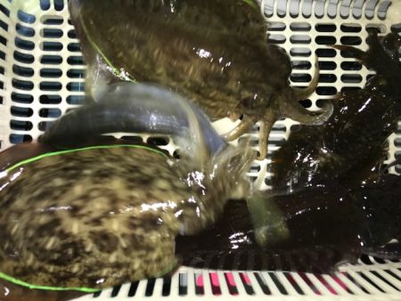 さとみ丸 釣果