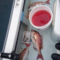 遊漁船ブルーウッズ 釣果