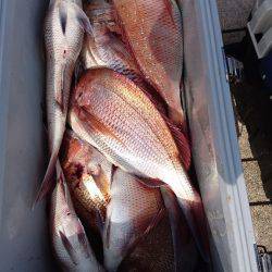 遊漁船ブルーウッズ 釣果