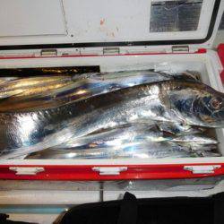海晴丸 釣果