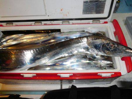 海晴丸 釣果