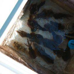 フィッシングボートACE(エース) 釣果