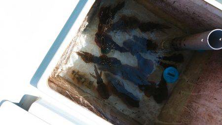 フィッシングボートACE（エース） 釣果