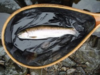 秩父フライフィールド 釣果