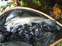 秩父フライフィールド 釣果