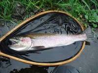 秩父フライフィールド 釣果