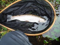 秩父フライフィールド 釣果