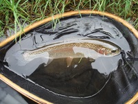 秩父フライフィールド 釣果