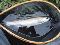 秩父フライフィールド 釣果