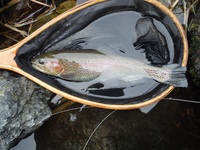 秩父フライフィールド 釣果