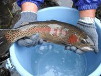 秩父フライフィールド 釣果