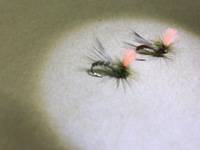 秩父フライフィールド 釣果