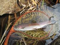 秩父フライフィールド 釣果