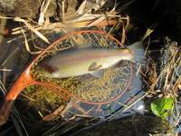 秩父フライフィールド 釣果