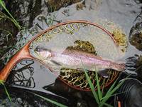 秩父フライフィールド 釣果