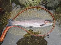 秩父フライフィールド 釣果