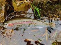 秩父フライフィールド 釣果