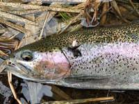 秩父フライフィールド 釣果