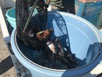 秩父フライフィールド 釣果