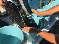 秩父フライフィールド 釣果