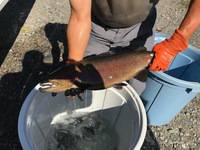 秩父フライフィールド 釣果