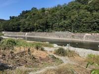 秩父フライフィールド 釣果