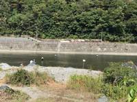 秩父フライフィールド 釣果