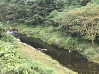 秩父フライフィールド 釣果