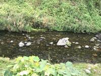 秩父フライフィールド 釣果