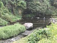 秩父フライフィールド 釣果