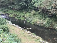 秩父フライフィールド 釣果