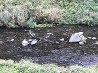 秩父フライフィールド 釣果