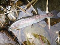 秩父フライフィールド 釣果