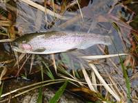 秩父フライフィールド 釣果