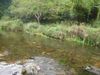 秩父フライフィールド 釣果