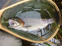 秩父フライフィールド 釣果