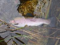 秩父フライフィールド 釣果