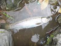 秩父フライフィールド 釣果