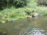 秩父フライフィールド 釣果