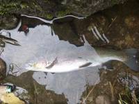 秩父フライフィールド 釣果