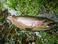 秩父フライフィールド 釣果