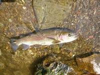 秩父フライフィールド 釣果