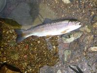 秩父フライフィールド 釣果