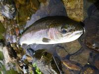 秩父フライフィールド 釣果