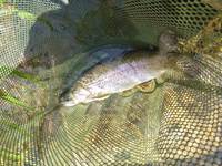 秩父フライフィールド 釣果