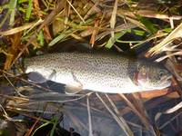 秩父フライフィールド 釣果