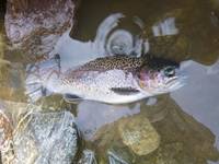 秩父フライフィールド 釣果