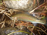 秩父フライフィールド 釣果