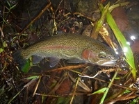 秩父フライフィールド 釣果